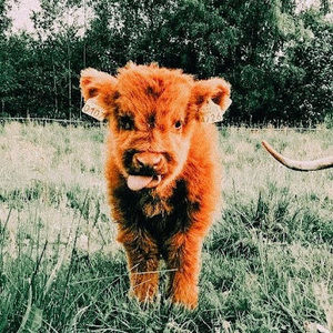 Meet your Posher, Brooklyn